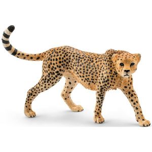 Samica geparda